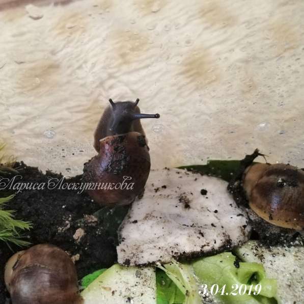 Улитки Archachatina Marginata Marginata f2 в Хабаровске