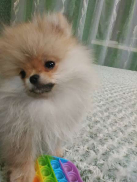 Девочка минечка 3,5 месяца КСУ в фото 5