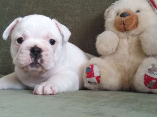 Шикарная леди Премиум (French Bulldog) White в Смоленске фото 14