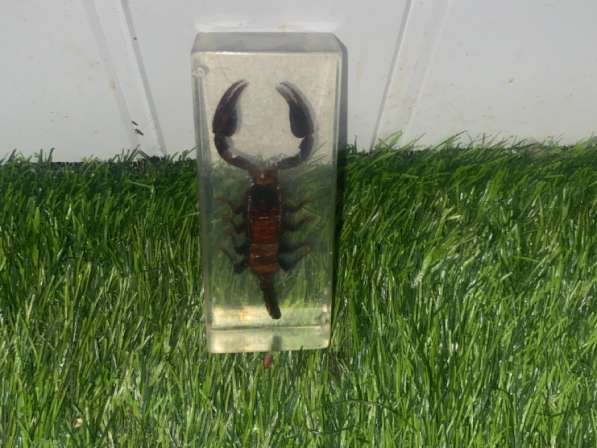 Экземпляр коллекционного Скорпиона в Йошкар-Оле фото 4