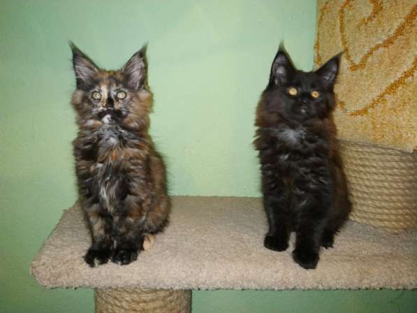 Девочка Мейн кун в Челябинске фото 23