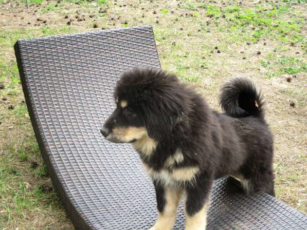 Тибетский мастиф щенки с шикарной родословной в Мытищи фото 11