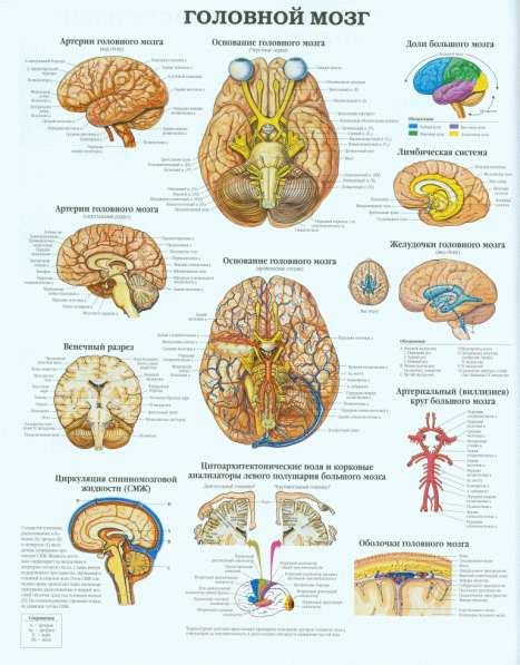 Анатомия. Учебные плакаты (комплект 40 плакатов) в фото 5