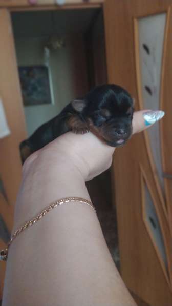 Продаю щенков йоркширских терьеров в фото 13