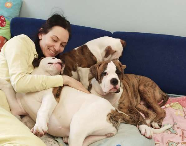 Продам щенка щенков Американского Бульдога FCI в фото 12