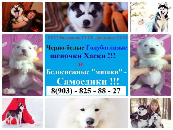 Щеночки самоедики