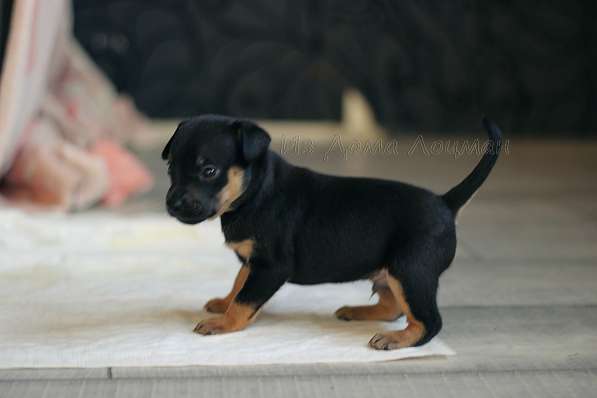 Щенки Русского той -терьера в Новосибирске фото 31