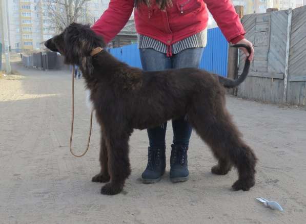 Молодой кобель афганской борзой в Чите фото 7