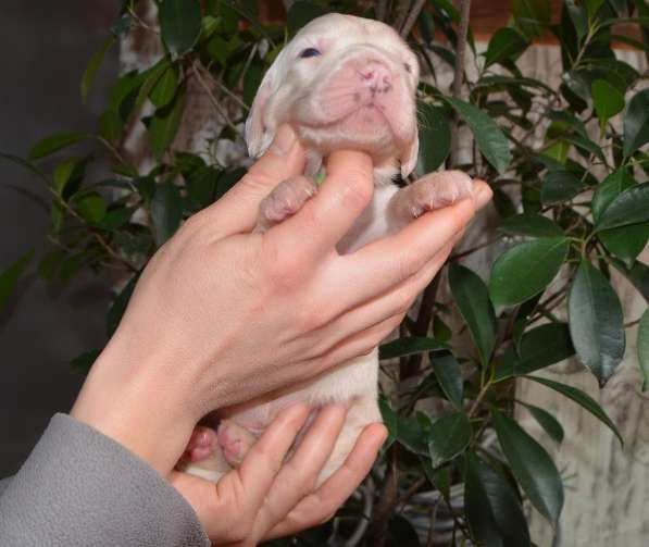 Английский сеттер щенки из элитного питомника в Москве фото 17
