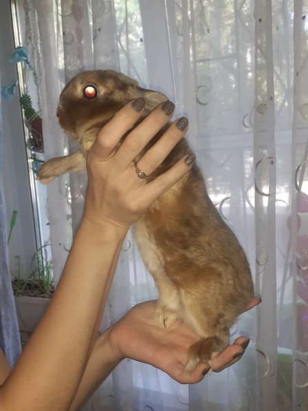 Продам кроликов породы Рекс в Челябинске