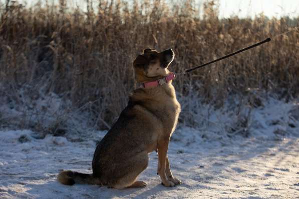 Замечательная собачка Буся ищет дом в Москве