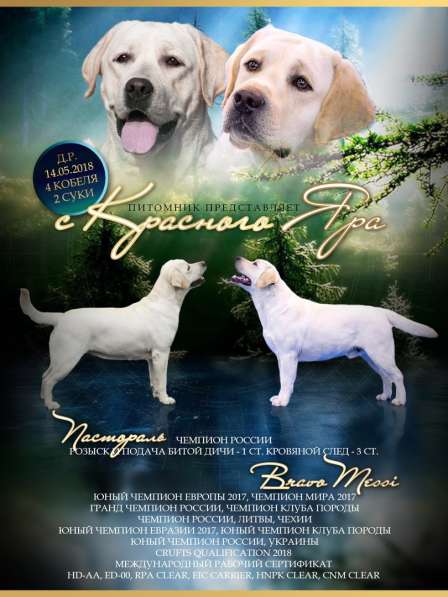 Щенки Лабрадора в Красноярске фото 8