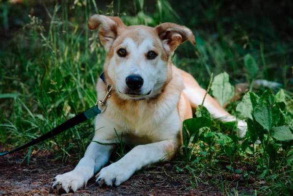 Редкая умница-собака в Санкт-Петербурге фото 19