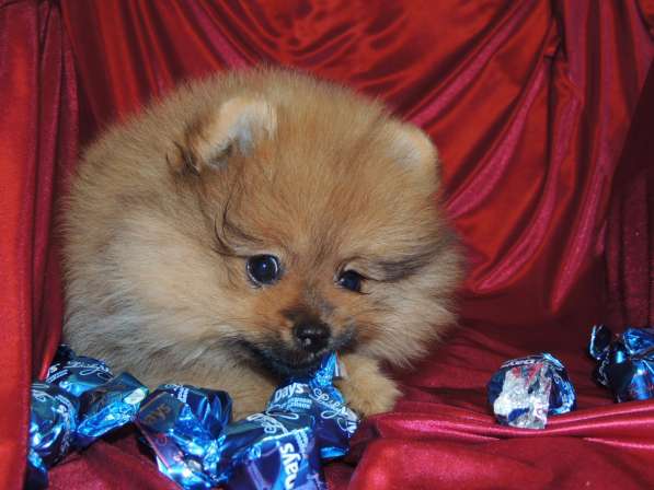 Померанский шпиц. Девочка в Санкт-Петербурге