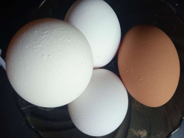 Яйцо, оптом, от 3 категории в Краснодаре фото 5
