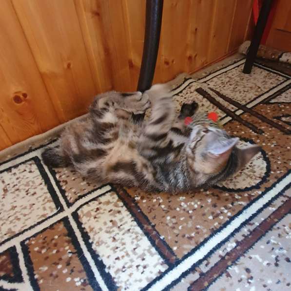 Курильчата в Саранске фото 26