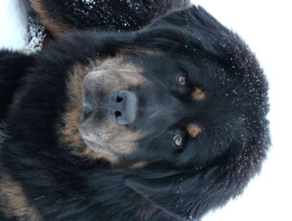 Тибетский мастиф - лучший страж на территории в Москве фото 155