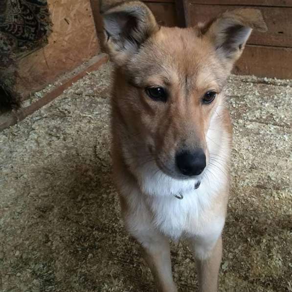 Веселая, озорная Эри ищет семью в Москве фото 13