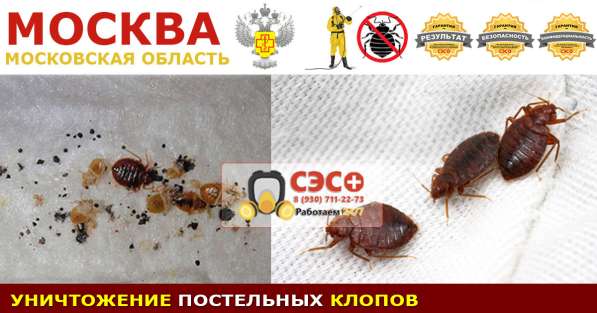 Уничтожение клопов