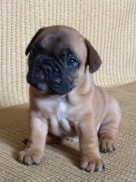 Французские булечки в Кирове фото 12