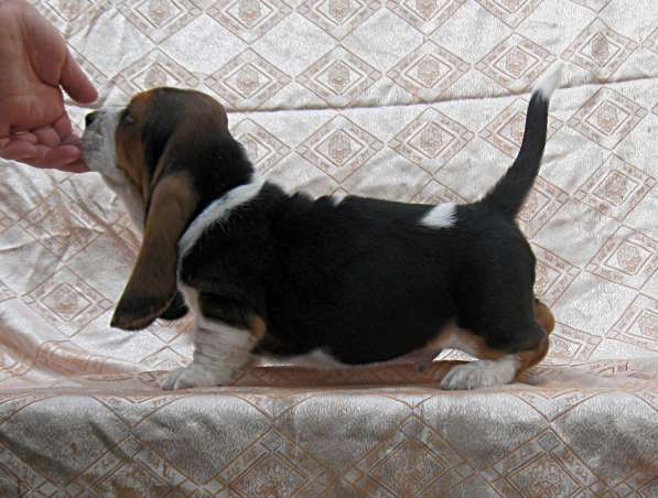 Продаются щенки бассет-хаунда в фото 17