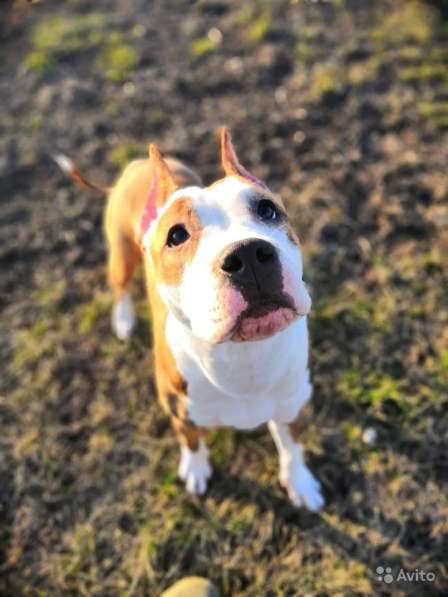 Для ценителей Амстаффтерьера РКФ в Пензе фото 17