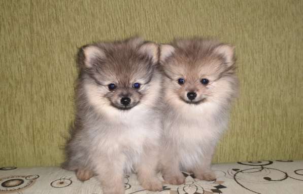 Померанские шпицы в Нижнем Новгороде фото 4