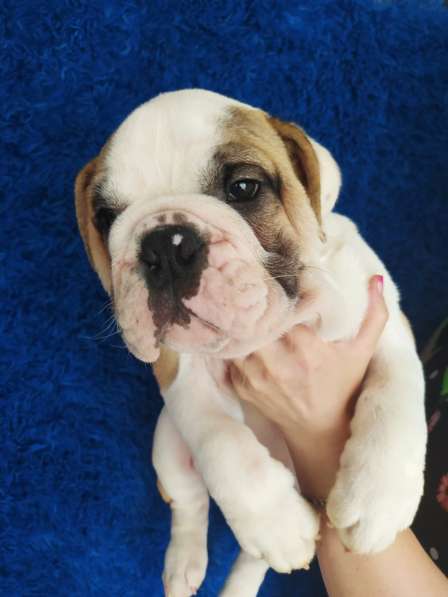 Englische Bulldogge в фото 8