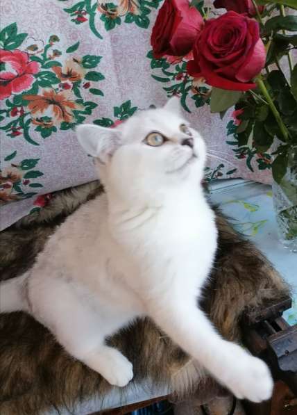 Британские котята в фото 13