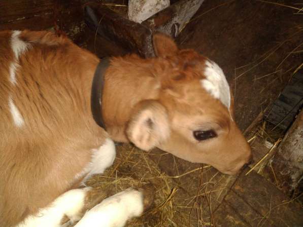 Корова аиширской породы с теленком в Краснодаре фото 3
