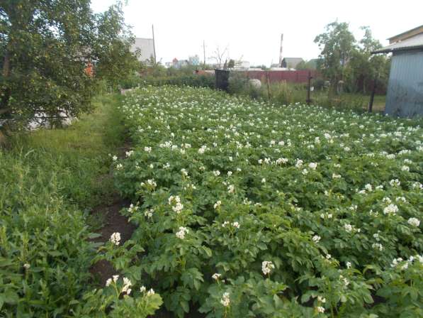 ПРОДАМ ДВА САДА СМЕЖНЫХ в Челябинске фото 5