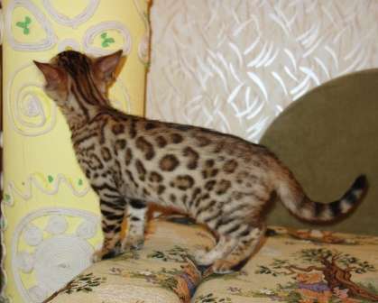 Бенгальские котята питомник Бенамур в Новосибирске фото 6