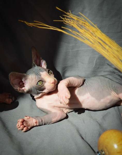 Sphynx Female ❤️малышка сфинкс