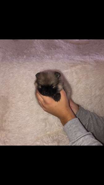 Шпиц в Москве фото 3