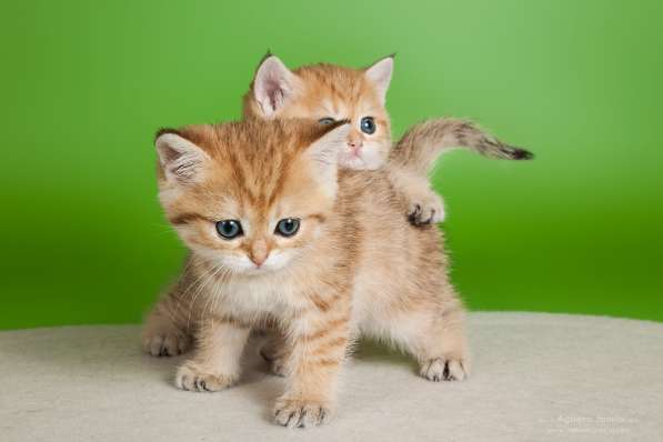 Золотой британский котенок в Москве