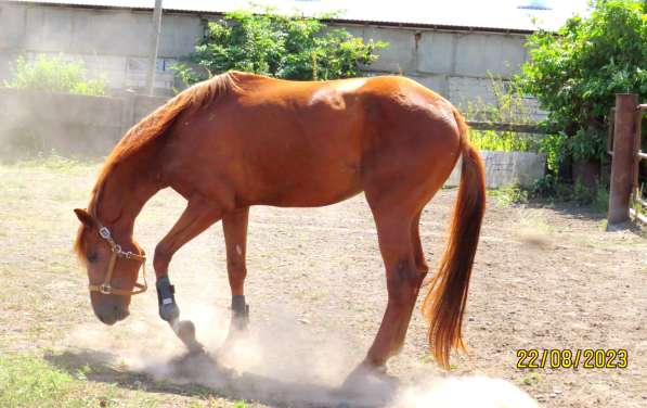 Лошади спортивные на продажу в Владикавказе