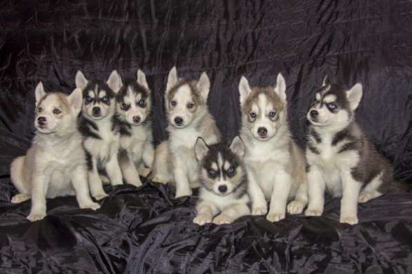 Кобель сибирского хаски для Вязки - РКФ в Москве