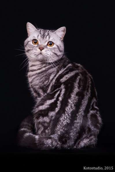 Роскошные котята scottish fold с родословной в Саратове фото 11