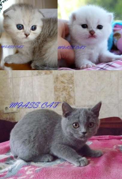 Клубные котята для тех, кто ценит качество в фото 12