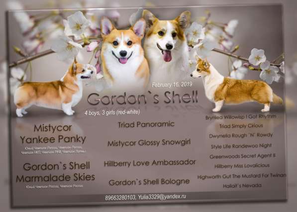 Продаю шенков Вельш Корги Пемброк в Москве фото 9