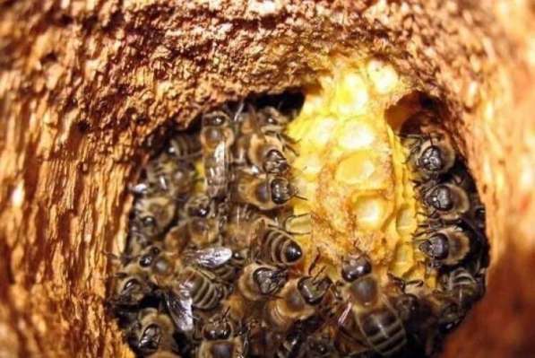 Натуральный горный мёд с личной пасеки в Уфе
