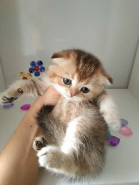 Шотландская куколка