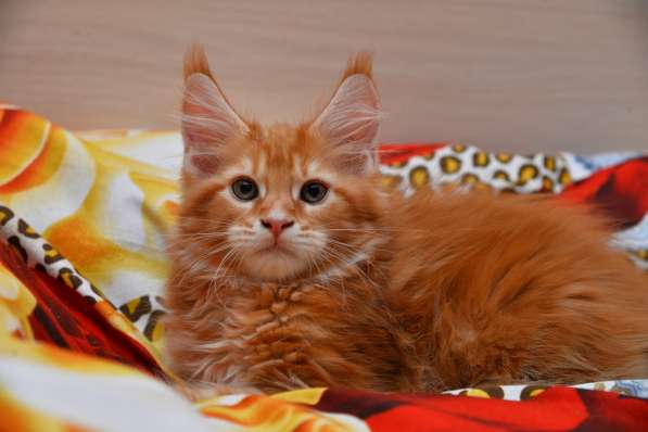 Мейн-кун котик красное солнышко