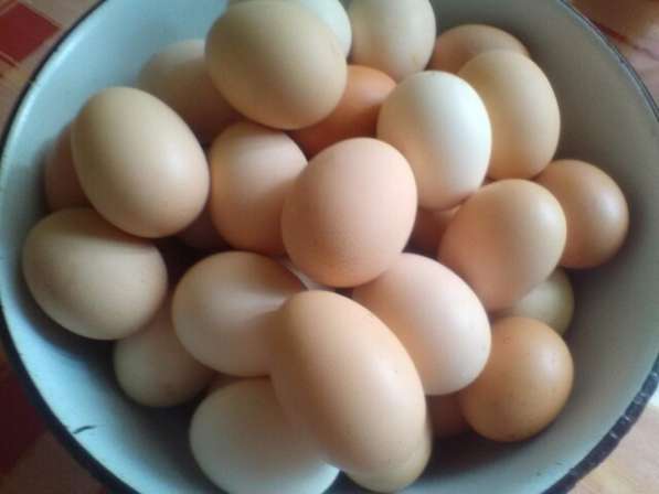 Ищу оптового покупателя на домашние яйца