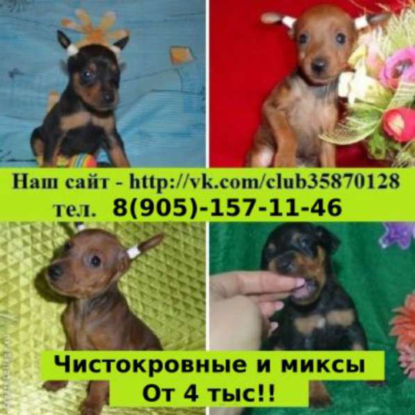 Красивые щеночки карликового пинчера