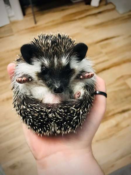 Ёжик африканский карликовый в Москве