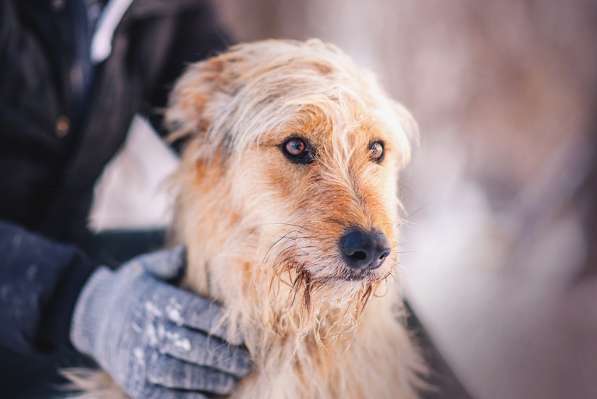Трогательный Чарлик ищет дом в Москве фото 14