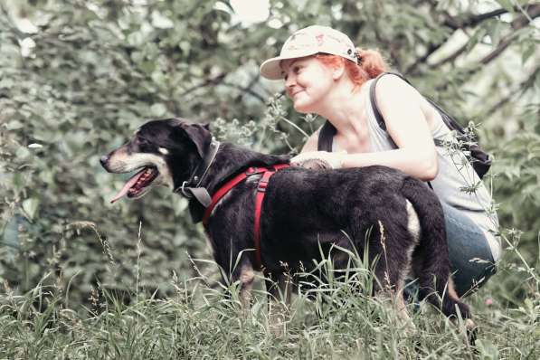 Собака Остап из приюта в добрые руки в Москве фото 3