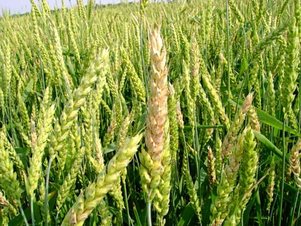 Продаем большим оптом 50000 тысяч тон пшеницу 2019-2025 года в Волгограде фото 20
