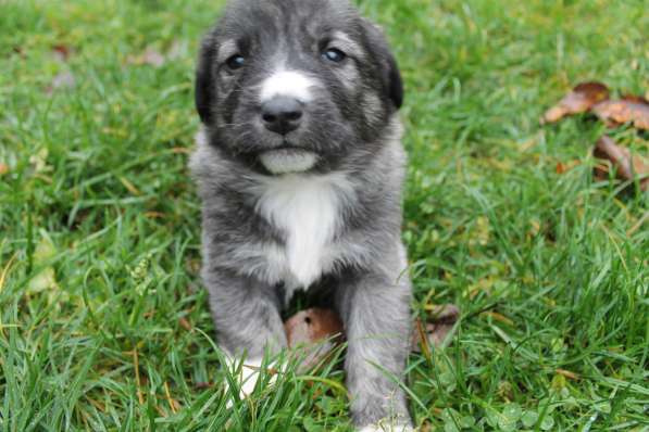 Щенки в добрые руки в Москве фото 3